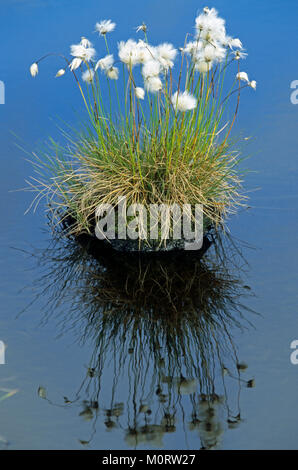 La linaigrette Scheuchzer, Lofotes, Norvège / (Eriophorum scheuchzeri) | Scheuchzers Wollgras, Lofoten, Norvège / (Eriophorum scheuchzeri) Banque D'Images