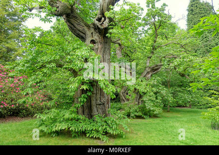 Castanea sativa, communément connu sous le nom de châtaigne douce, est une espèce d'arbre trouvée dans Sheffield Park and Garden dans l'East Sussex, en Angleterre. Il est connu pour ses noix comestibles et est une espèce importante en horticulture et en foresterie. Banque D'Images
