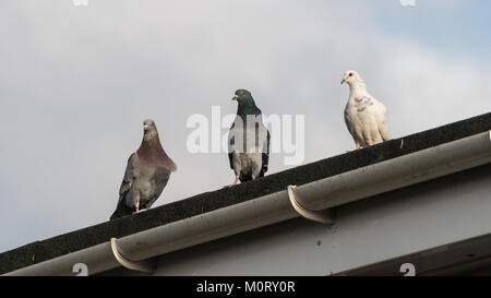 Un tir de trois pigeons sauvages debout sur un toit. Banque D'Images