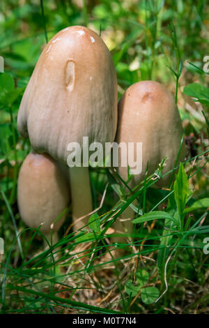 Trois champignons poussant dans la nature. Banque D'Images