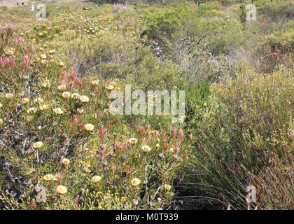 Le Cape Flats Sand Fynbos est un écosystème végétal unique au Cap, caractérisé par des conebushes et des restios. Ces plantes sont adaptées aux sols sablonneux de la région et aux incendies périodiques, contribuant ainsi à la biodiversité de la région. Banque D'Images