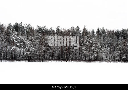 Les arbres couverts de neige à côté d'un lac gelé dans le Parc Régional de Labanoro, la Lituanie. Banque D'Images