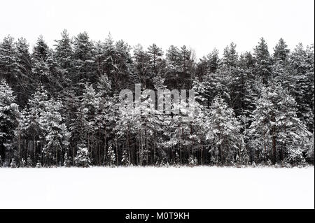 Les arbres couverts de neige à côté d'un lac gelé dans le Parc Régional de Labanoro, la Lituanie. Banque D'Images