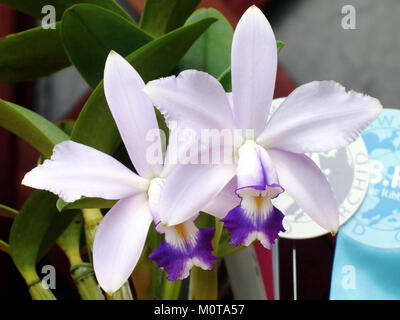 Cattleya violacea forma coerulea est une variété rare d'orchidée connue pour sa coloration bleue unique. Cette forme particulière de l'orchidée Cattleya est très prisée par les collectionneurs et les amateurs d'orchidée. Il est apprécié pour son apparence et sa beauté frappantes. Banque D'Images