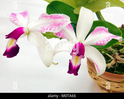 Cattleya violacea forma semi-alba striata est une variété d'orchidée connue pour ses fleurs blanches et violettes frappantes avec des marques distinctes. Cette orchidée est très appréciée en horticulture pour ses belles fleurs et son aspect unique. Banque D'Images