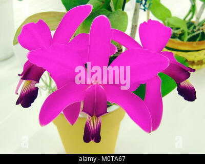 Cattleya violacea tipo est une espèce d'orchidée originaire d'Amérique du Sud, connue pour ses fleurs violettes vibrantes. Il est très apprécié en horticulture pour son attrait esthétique et son utilisation dans la culture et l'élevage d'orchidées. Banque D'Images