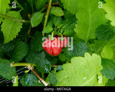 Capsicum chinense, communément connu sous le nom de poivre Habanero, est représenté sur cette image des Serres du Luxembourg. Cette espèce est connue pour sa saveur distinctement épicée et ses couleurs vives. Banque D'Images
