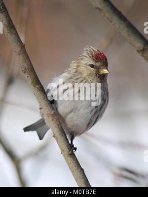 Cette image montre l'espèce d'oiseau Carduelis flammea, également connue sous le nom de redpoll, observée à Oulu, Finlande, le 9 avril 2012. Banque D'Images