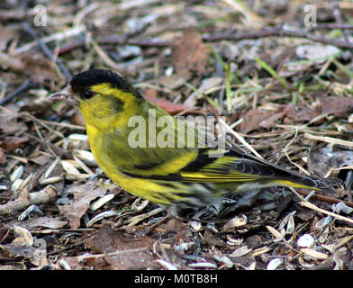 Carduelis spinus, communément appelé Siskin eurasien, est un petit oiseau chanteur trouvé à Oulu, en Finlande. L'espèce est connue pour son plumage vibrant et sa présence dans le nord de l'Europe pendant la saison de reproduction. Banque D'Images