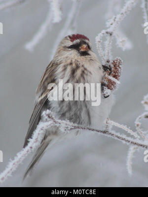 Carduelis flammea, communément connu sous le nom de redpoll, a été photographié à Oulu le 6 janvier 2013. Cette petite espèce de finch est connue pour son plumage rouge distinctif et son adaptabilité aux climats nordiques. Banque D'Images