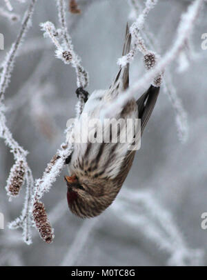 Carduelis flammea, communément connu sous le nom de redpoll, a été observé à Oulu, Finlande, le 6 janvier 2013. Ce petit finch est connu pour sa calotte rouge distinctive et son plumage strié, souvent trouvé dans les régions froides du nord. Banque D'Images
