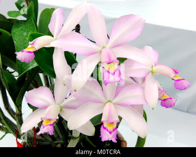 Cattleya violacea forma suavissima, également connu sous le nom de variété Coronet, est une espèce d'orchidée originaire d'Amérique du Sud. Connue pour ses délicates fleurs violettes, elle est prisée en horticulture ornementale. Banque D'Images