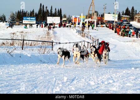 Perm, Russie - le 21 janvier 2018 : cinq huskies en terme de faisceau et de luge à la course annuelle de chiens de traîneau dans le krai de Perm Banque D'Images