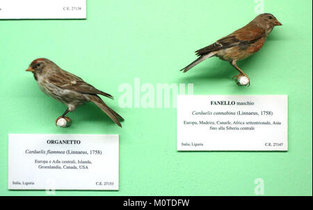 L'image montre deux espèces d'oiseaux, Carduelis flammea (Redpoll commun) et Carduelis cannabina (Linnet commun, mâle), exposées au Museo Civico di Storia Naturale Giacomo Doria à Gênes, en Italie. Banque D'Images