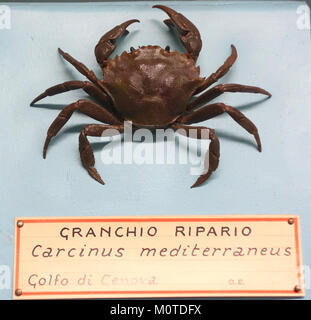 Photographie rapprochée du Carcinus aestuarii, également connu sous le nom de crabe méditerranéen, exposé au Museo Civico di Storia Naturale Giacomo Doria à Gênes, en Italie. Banque D'Images