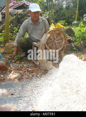 Le manioc, une culture de racines amylacées, est râpé en préparation pour la cuisson ou la transformation. Ce processus est courant dans de nombreuses régions tropicales où le manioc est un aliment de base essentiel, en particulier dans les cuisines africaine, asiatique et latino-américaine. Banque D'Images