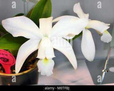 Cattleya violacea forma alba Yagiri est une variété d'orchidée, connue pour ses fleurs blanches distinctes et prisée dans les collections botaniques pour sa rareté et sa beauté. Banque D'Images