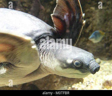 Carettochelys insculpta, également connue sous le nom de tortue à nez de cochon, est une espèce originaire du nord de l'Australie et de la Nouvelle-Guinée. Cette espèce est présente au zoo de Los Angeles et est connue pour son aspect unique et son importance écologique. Banque D'Images