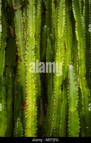 Cactus Euphorbia trigona (lait de l'Afrique de l'arbre) Banque D'Images