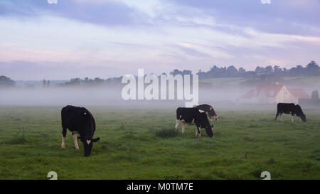 Trois vaches qui paissent dans la brume matinale, Normandie, France, septembre 2012 Banque D'Images