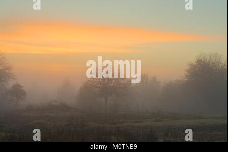 Brouillard de faible altitude rétractable autour des arbres tôt le matin avant le lever du soleil, avec des nuages dans des tons d'or Banque D'Images