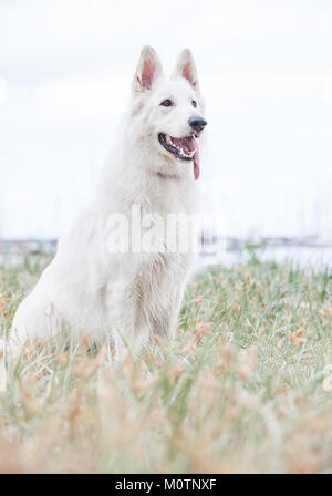 Berger Allemand blanc Banque D'Images