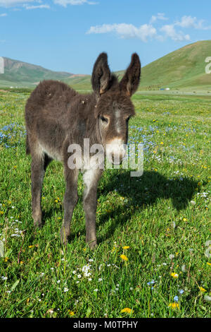 L'Âne, le Song Kol Lac, province de Naryn, du Kirghizistan, de l'Asie centrale Banque D'Images