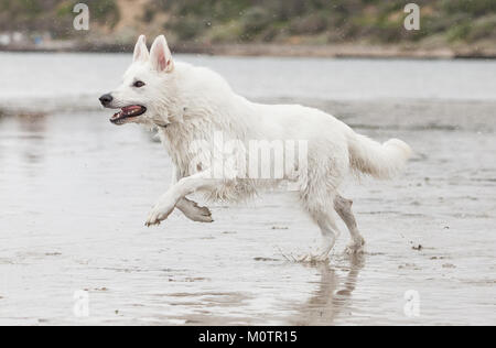 Berger Allemand blanc Banque D'Images