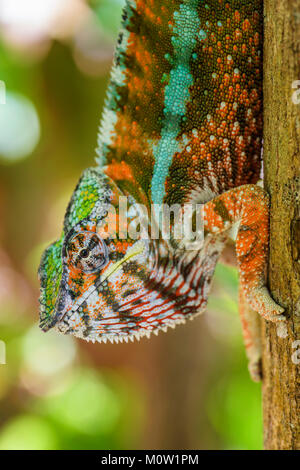 Le Furcifer pardalis caméléon panthère -, à Madagascar. Lézard magnifique forêt tropicale de Madagascar. Lézard coloré endémique. Forêt de pluie. Portrait de Safari Banque D'Images