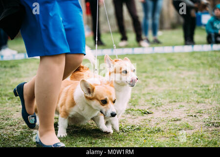 Deux drôles Pembroke Welsh Corgi chiens qui courent près de femme dans l'herbe verte à l'été. Banque D'Images