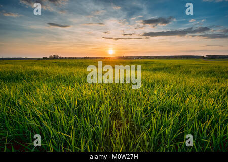 Soleil de printemps sur le paysage agricole du champ de blé vert. L'été panoramique spectaculaire coucher de soleil coloré ciel dans l'aube au lever du soleil. Ligne d'horizon. Banque D'Images