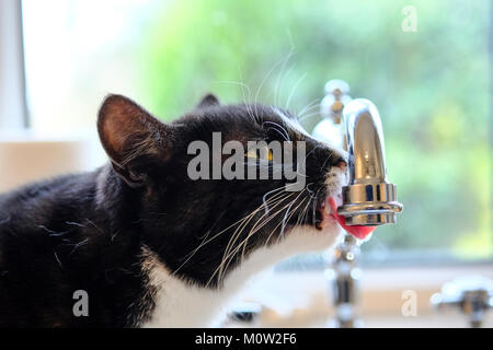 Chat l'eau potable de robinet de cuisine Banque D'Images