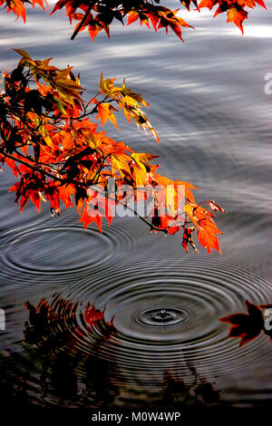 Un érable japonais affichage rouge vif et orange feuilles à l'automne, rosée driping dans un lac sombre produisant un droplet artistique et ondulations. Banque D'Images