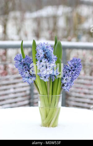 Vase aux jacinthes bleues debout sur un balcon table dans la neige Banque D'Images