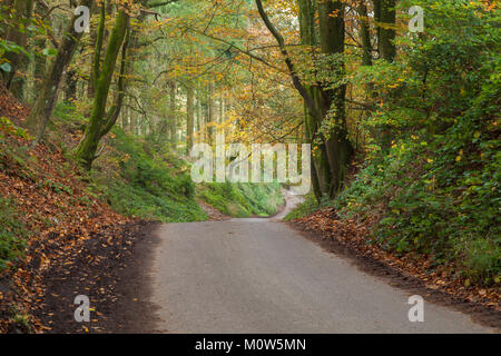 Une route de campagne sinueuse entourée de bois d'automne près de Stourhead, Wiltshire et Somerset sur la frontière, l'Angleterre. Banque D'Images