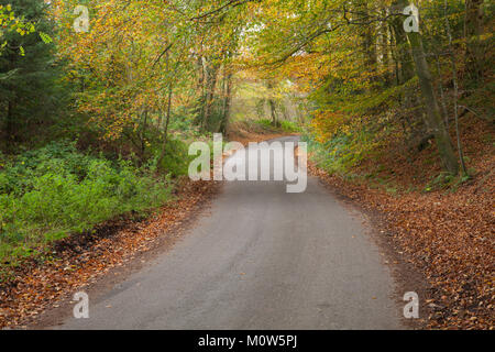 Une route de campagne sinueuse entourée de bois d'automne près de Stourhead, Wiltshire et Somerset sur la frontière, l'Angleterre. Banque D'Images