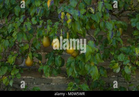 L'espalier pear tree avec fruits mûrs de plus en plus contre le mur de pierre du colombier dans le jardin clos de Rousham House dans l'Oxfordshire. Banque D'Images