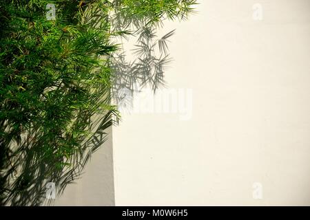 Les jeunes plantes de bambou isolés contre un mur blanc dans la lumière du soleil Banque D'Images