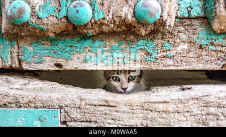 Petite kitty la tête par le trou de la porte en bois ancien Banque D'Images