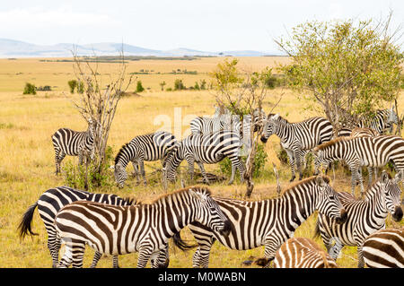 Troupeau de zèbres broutant dans la savane du Parc du Masai Mara au Kenya Banque D'Images