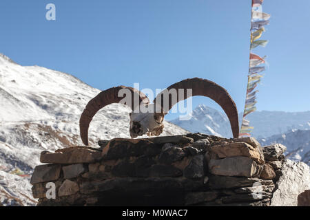 Crâne d'un animal dans l'Himalaya, du Népal, de l'Annapurna Conservation Area Banque D'Images