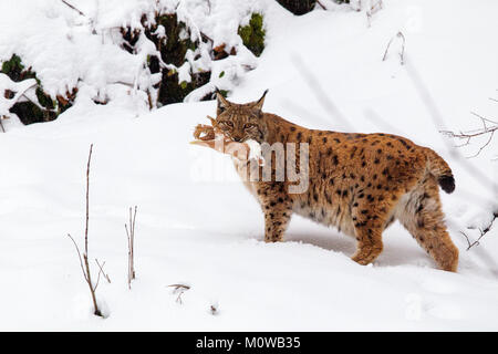 Le lynx eurasien (Lynx lynx) avec les proies dans la bouche dans la neige dans l'enceinte des animaux dans le Parc National de la forêt bavaroise, Bavière, Allemagne. Banque D'Images