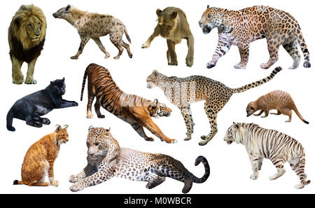 Isoler les animaux prédateurs africains sur fond blanc, principalement des Félidés Banque D'Images