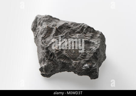 Lyme Regis et une ammonite fossile shell incased dans rock sur un fond blanc. Banque D'Images