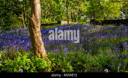 Tapis de jacinthes dans les terrains boisés ouverts au printemps Banque D'Images