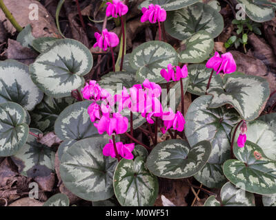 Close up de Cyclamen coum avec fleurs rose profond Banque D'Images