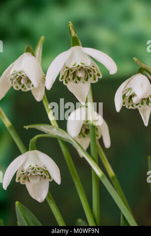 Close up de Galanthus Dame Beatrix Stanley montrent l'intérieur de la fleur double Banque D'Images