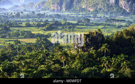 Vue sur la Vallée de Vinales à Cuba. Crépuscule du matin et brouillard brouillard.à l'aube dans la vallée de Vinales à Pinar del Rio, célèbre pour ses plantations de tabac Banque D'Images