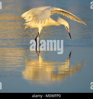 Morph Aigrette garzette (Egretta rufescens rougeâtre) avec le comportement de l'auvent Banque D'Images