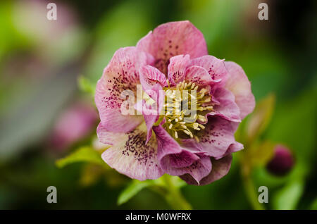 Helleborus - Christrose Nieswurz, Banque D'Images